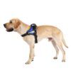 Personalized Dog Harness1.jpg