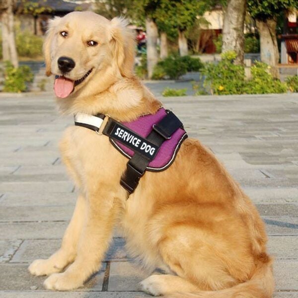 Personalized Dog Harness13.jpg