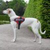 Personalized Dog Harness15.jpg