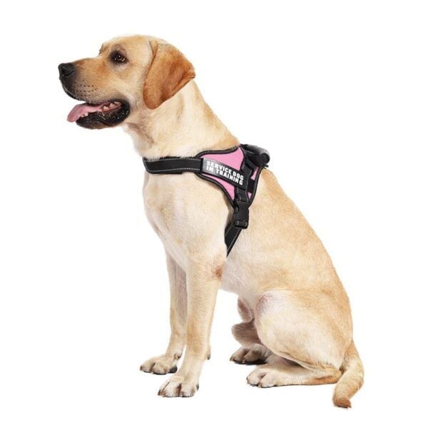 Personalized Dog Harness2.jpg