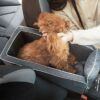 small dog car seat_0012_img_1_Portable_Pet_Dog_Car_Seat_Central_Contro.jpg